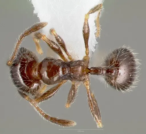 Pheidole bicarinata specimen CASENT0005750 image casent0005750_1