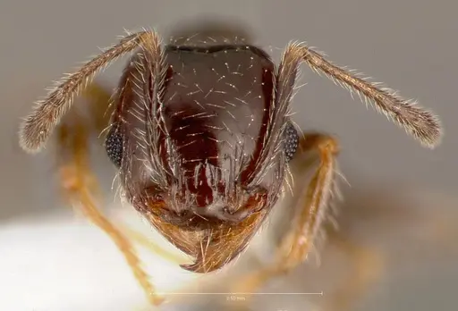 Pheidole bicarinata specimen CASENT0005750 image casent0005750_2