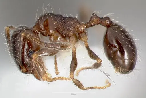 Pheidole bicarinata specimen CASENT0005750 image casent0005750_3