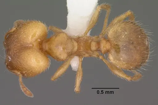 Pheidole bicarinata specimen CASENT0102868 image casent0102868_1