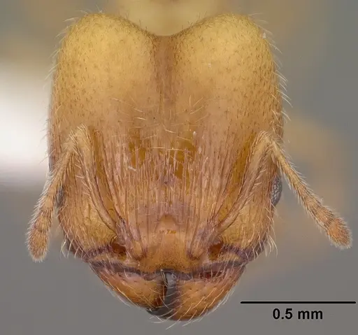 Pheidole bicarinata specimen CASENT0102868 image casent0102868_2