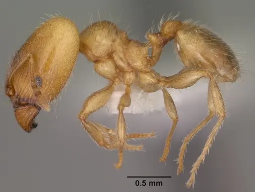 Pheidole bicarinata specimen CASENT0102868 image casent0102868_3