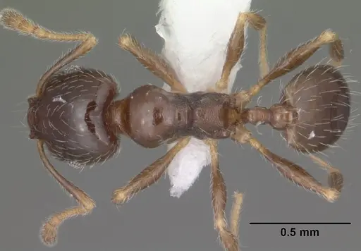 Pheidole bicarinata specimen CASENT0102869 image casent0102869_1