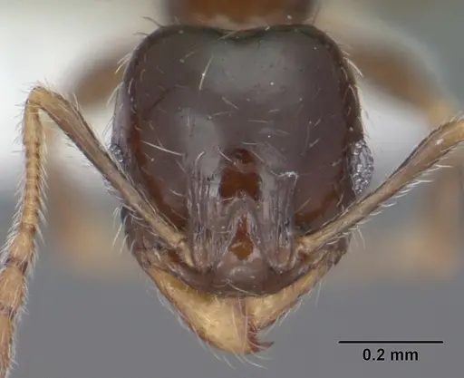 Pheidole bicarinata specimen CASENT0102869 image casent0102869_2