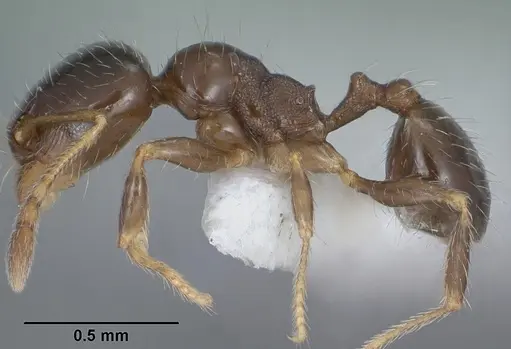 Pheidole bicarinata specimen CASENT0102869 image casent0102869_3