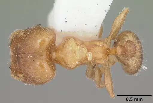 Pheidole bicarinata specimen CASENT0104282 image casent0104282_1