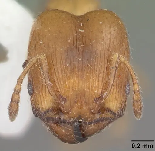 Pheidole bicarinata specimen CASENT0104282 image casent0104282_2