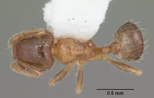 Pheidole bicarinata specimen CASENT0104283 image casent0104283_1