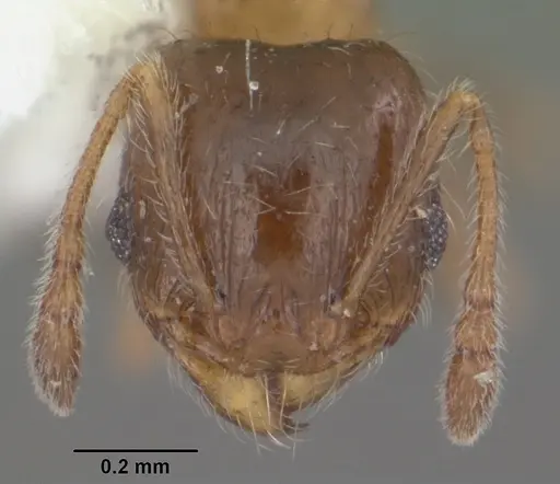 Pheidole bicarinata specimen CASENT0104283 image casent0104283_2