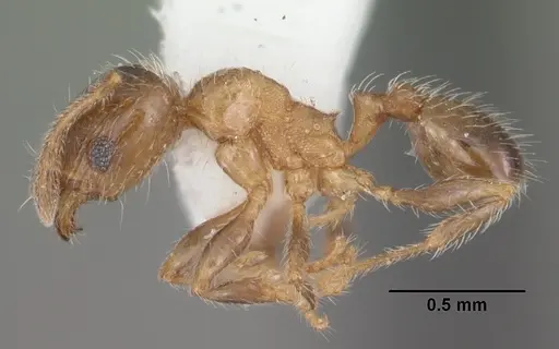 Pheidole bicarinata specimen CASENT0104283 image casent0104283_3