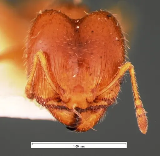 Pheidole bicarinata specimen CASENT0105560 image casent0105560_1