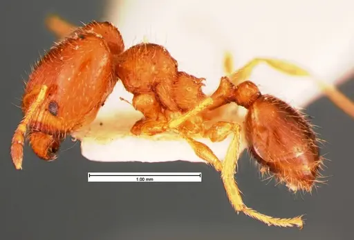 Pheidole bicarinata specimen CASENT0105560 image casent0105560_2