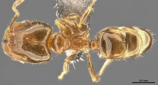 Pheidole bicarinata specimen CASENT0283402 image casent0283402_1