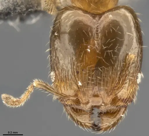 Pheidole bicarinata specimen CASENT0283402 image casent0283402_2
