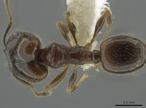 Pheidole bicarinata specimen CASENT0644893 image casent0644893_1