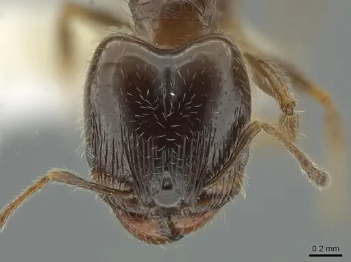 Pheidole bicarinata specimen CASENT0644893 image casent0644893_2