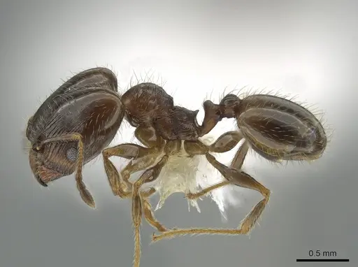 Pheidole bicarinata specimen CASENT0644893 image casent0644893_3
