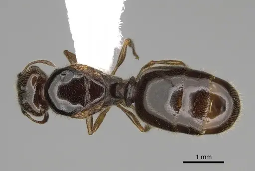 Pheidole bicarinata specimen CASENT0862454 image casent0862454_1