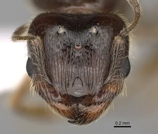 Pheidole bicarinata specimen CASENT0862454 image casent0862454_2