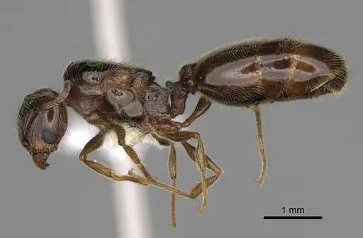 Pheidole bicarinata specimen CASENT0862454 image casent0862454_3