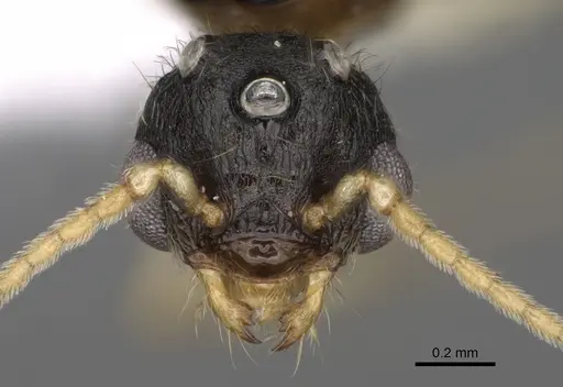Pheidole bicarinata specimen CASENT0862455 image casent0862455_2