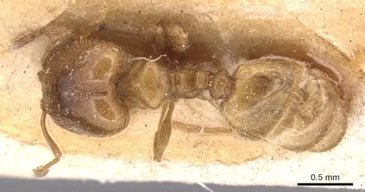 Pheidole bicarinata specimen CASENT0904436 image casent0904436_1