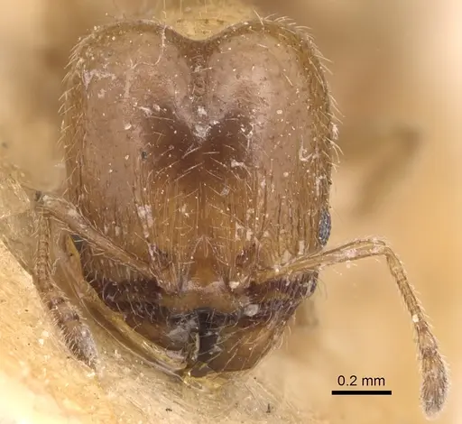 Pheidole bicarinata specimen CASENT0904436 image casent0904436_2