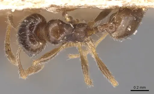 Pheidole bicarinata specimen CASENT0904437 image casent0904437_1