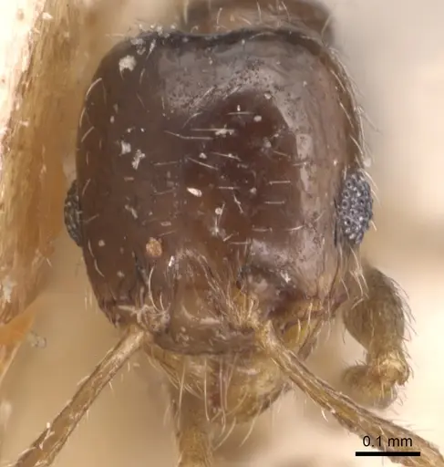 Pheidole bicarinata specimen CASENT0904437 image casent0904437_2