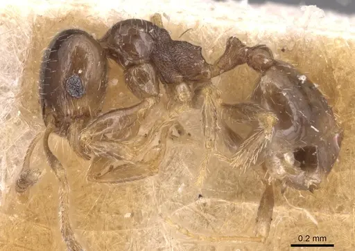 Pheidole bicarinata specimen CASENT0904437 image casent0904437_3