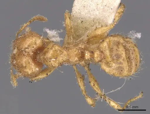 Pheidole bicarinata specimen CASENT0904438 image casent0904438_1