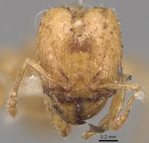 Pheidole bicarinata specimen CASENT0904438 image casent0904438_2