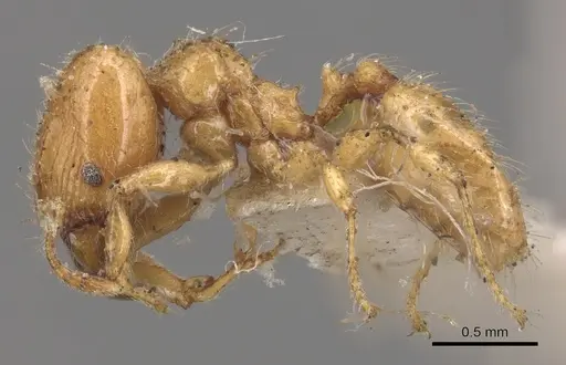Pheidole bicarinata specimen CASENT0904438 image casent0904438_3