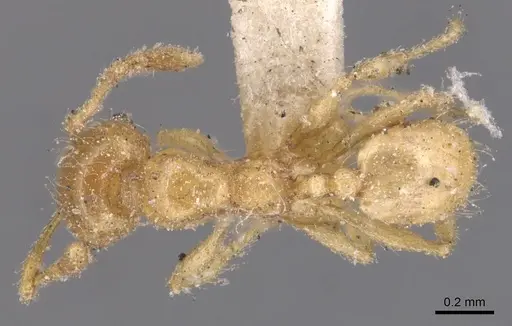 Pheidole bicarinata specimen CASENT0904439 image casent0904439_1