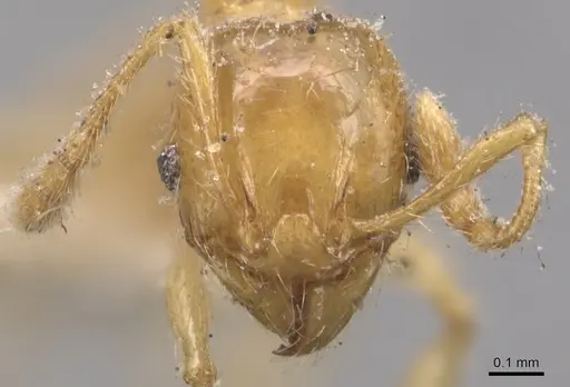 Pheidole bicarinata specimen CASENT0904439 image casent0904439_2