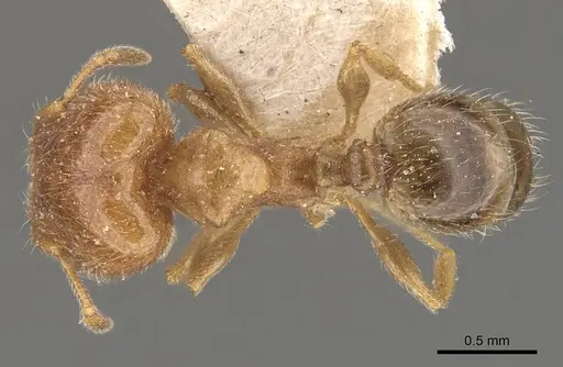 Pheidole bicarinata specimen CASENT0908244 image casent0908244_1