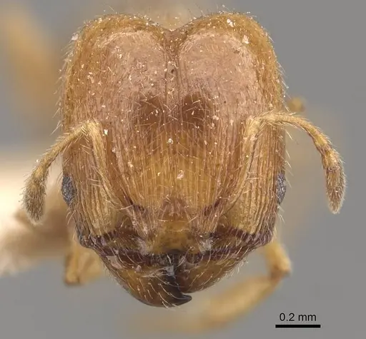 Pheidole bicarinata specimen CASENT0908244 image casent0908244_2