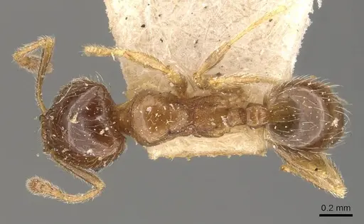 Pheidole bicarinata specimen CASENT0908245 image casent0908245_1