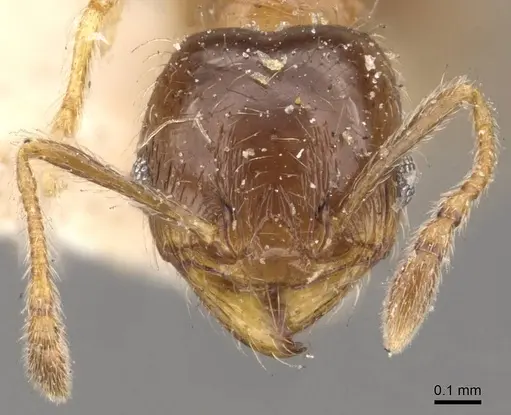 Pheidole bicarinata specimen CASENT0908245 image casent0908245_2