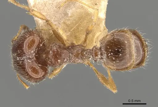 Pheidole bicarinata specimen CASENT0908246 image casent0908246_1