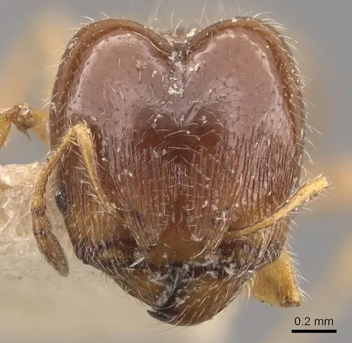 Pheidole bicarinata specimen CASENT0908246 image casent0908246_2