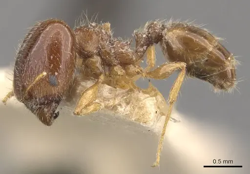 Pheidole bicarinata specimen CASENT0908246 image casent0908246_3