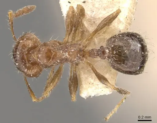 Pheidole bicarinata specimen CASENT0908247 image casent0908247_1