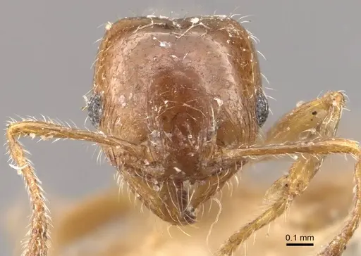 Pheidole bicarinata specimen CASENT0908247 image casent0908247_2