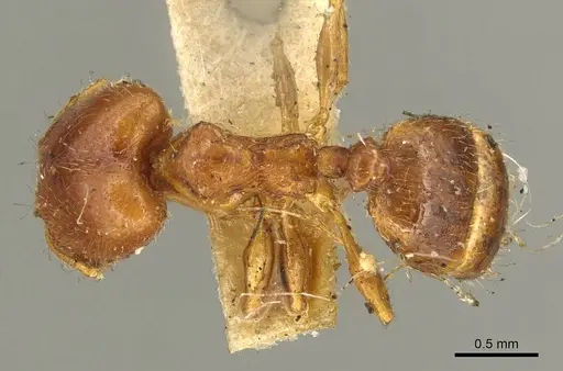 Pheidole bicarinata specimen CASENT0916050 image casent0916050_1