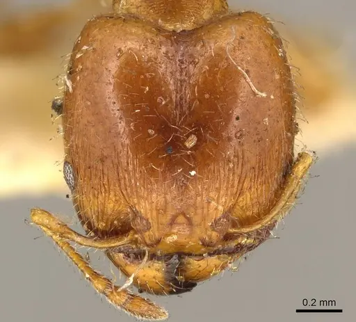 Pheidole bicarinata specimen CASENT0916050 image casent0916050_2