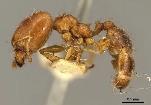 Pheidole bicarinata specimen CASENT0916050 image casent0916050_3