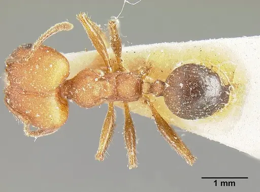 Pheidole biconstricta specimen CASENT0601290 image casent0601290_1