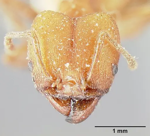 Pheidole biconstricta specimen CASENT0601290 image casent0601290_2