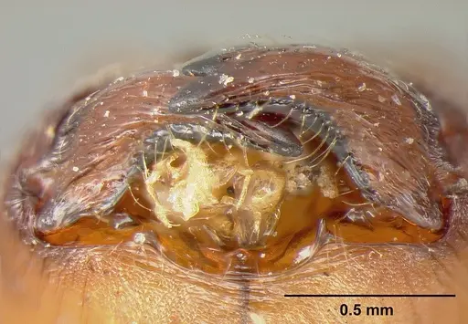 Pheidole biconstricta specimen CASENT0601290 image casent0601290_3